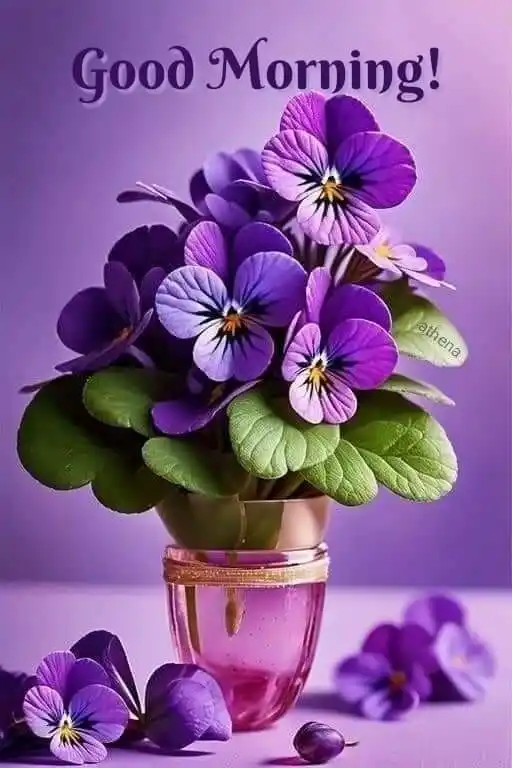 birds good morning images