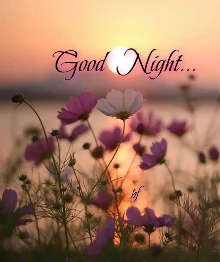 good night all pic
